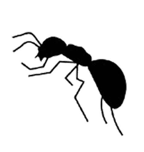 Ant
