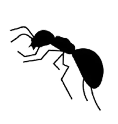 Ant