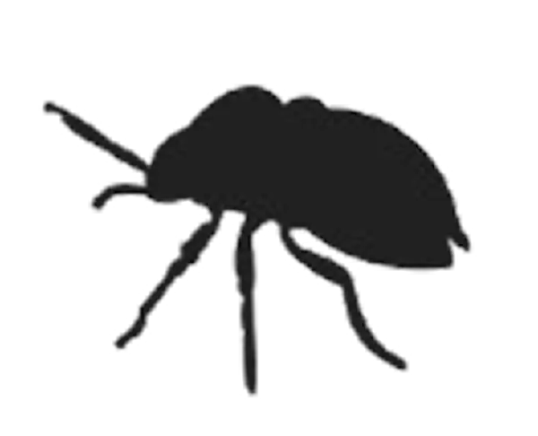 Flies
