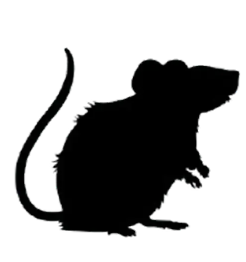 Rats
